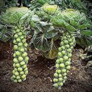 Long Island Brussel Spout Seeds Fresh Seeds Fast Shipping