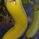 Louisiana Long Green Eggplant Seeds Fresh Seeds Fast Shipping