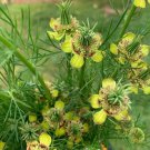 Love In A Mist Transformers Nigella Orientalis Seeds Fresh Seeds Fast Shipping