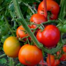Lutescent Tomato Seeds Fresh Seeds Fast Shipping
