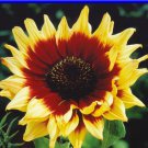 Magic Roundabout Sunflower Seeds Loads Of Small Heads Fresh Seeds Fast Shipping