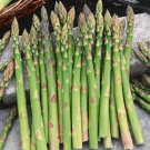 Mary Washington Asparagus Seeds Fresh Seeds Fast Shipping