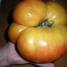 Massive NatureS Riddle Tomato Seeds Fresh Seeds Fast Shipping