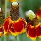 Mexican Hat Seeds Fresh Seeds Fast Shipping