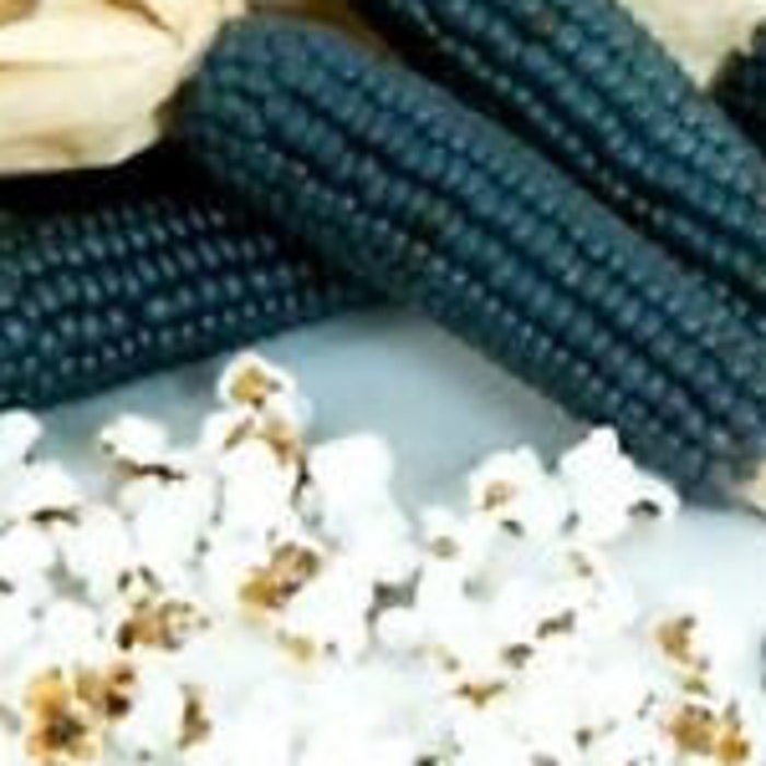 Mini Blue Popcorn Seeds Makes Great Tasting Popcorn Fresh Seeds Fast Shipping