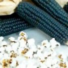 Mini Blue Popcorn Seeds Makes Great Tasting Popcorn Fresh Seeds Fast Shipping