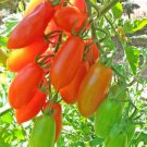 Mini San Marzano Tomato Seeds Fresh Seeds Fast Shipping