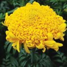 Mission Giant Yellow Marigold Fresh Seeds Fast Shipping