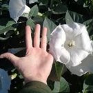 Moonflower Bush 30 Seeds Fresh Seeds Fast Shipping