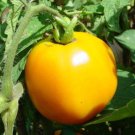 Moonglow Tomato Seeds Fresh Seeds Fast Shipping