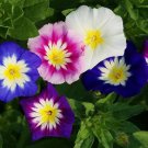 Morning Glory Dwarf Mix Seeds Fresh Seeds Fast Shipping
