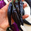 Murasaki Purple Sweet Pepper Seeds Fresh Seeds Fast Shipping