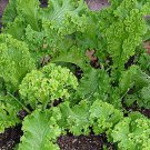 Mustard Southern Giant Cur Fresh Seeds Fast Shipping