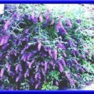 Nanho Blue Butterfly Bush Seeds Fresh Seeds Fast Shipping