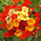 Nasturtium Dwarf Jewel Mix Seeds Fresh Seeds Fast Shipping