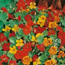 Nasturtium Variegated Dwarf Alaska Mix Seeds Fresh Seeds Fast Shipping