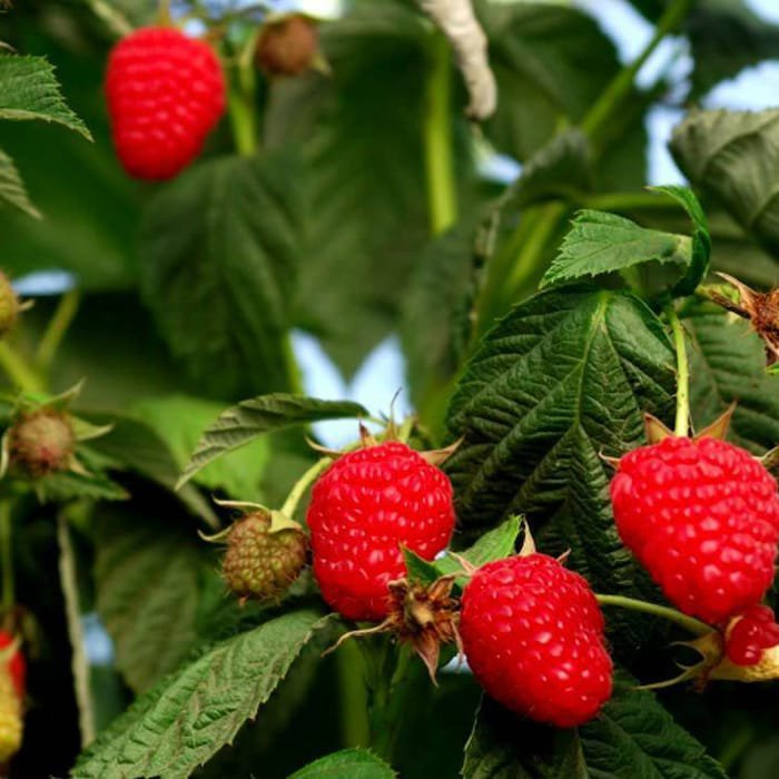 Native Red Raspberry Bush Seeds Fresh Seeds Fast Shipping