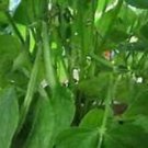 Navy Bean Seeds Fresh Seeds Fast Shipping