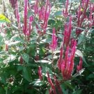 Neon Pink Candlestick Calosia Seeds Fresh Seeds Fast Shipping