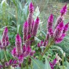 Neon Purple Candlestick Celosia Seeds Fresh Seeds Fast Shipping