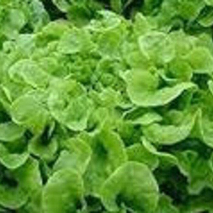 Oakleaf Lettuce Seeds Fresh Seeds Fast Shipping