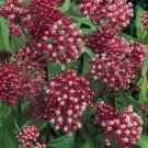 Old Fashioned Tall Pink Butterfly Weed Seeds Fresh Seeds Fast Shipping