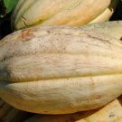 Old Tyme Tennessee Cantaloupe Seeds Fresh Seeds Fast Shipping
