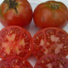 OpalS Homestead Tomato Seeds Fresh Seeds Fast Shipping