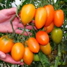 Orange Banana Tomato Seeds Fresh Seeds Fast Shipping
