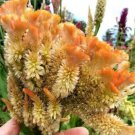 Orange Brain Celosia Fresh Seeds Fast Shipping