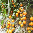 Orange Cherry Tomato Seeds Fresh Seeds Fast Shipping