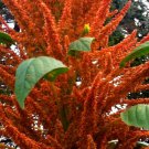 Orange Giant Amaranth Seeds Fresh Seeds Fast Shipping