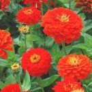 Orange King Zinnia Seeds Fresh Seeds Fast Shipping