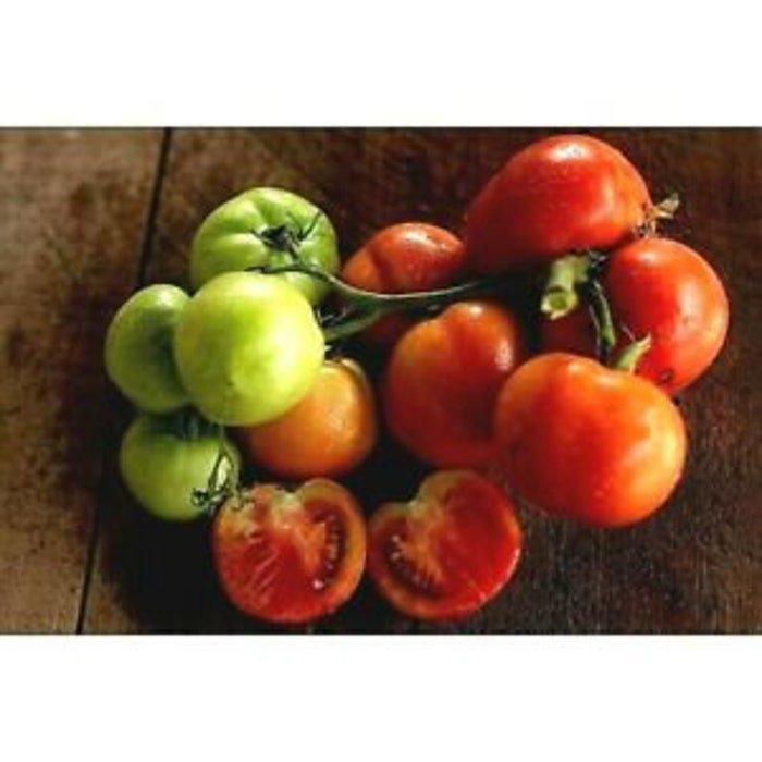 Oregon Spring Tomato Seeds Big Tomato Cluster Fresh Seeds Fast Shipping