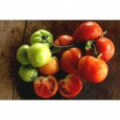 Oregon Spring Tomato Seeds Big Tomato Cluster Fresh Seeds Fast Shipping