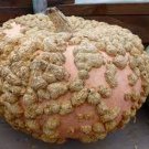 Peanut Pumpkin Seeds Fresh Seeds Fast Shipping