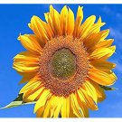 Peredovik Sunflower Seeds Black Oil Variety Fresh Seeds Fast Shipping