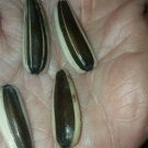 PikeS Peak Sunflower Giant Seeds Fresh Seeds Fast Shipping