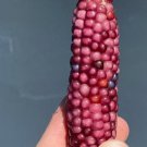 Pink Popcorn Seeds Fresh Seeds Fast Shipping