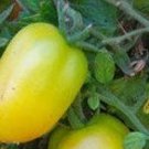 Plum Lemon Tomato Seeds Fresh Seeds Fast Shipping