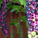 Poison Inkberrys Bush Seeds Poisonuos If Eaten Fresh Seeds Fast Shipping