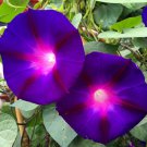 President Tyler Purple W Red Star Morning Glory Vine Seeds Fresh Seeds Fast Shipping