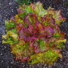 Prizehead Leaf Lettuce Seeds Fresh Seeds Fast Shipping