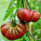 Purple Calabash Tomato Seeds Fresh Seeds Fast Shipping