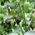 Purple Morada Tomatillo Seeds Fresh Seeds Fast Shipping