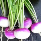 Purple Top Turnip Seeds Fresh Seeds Fast Shipping