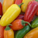 Rainbow Jalapeno Pepper Fresh Seeds Fast Shipping