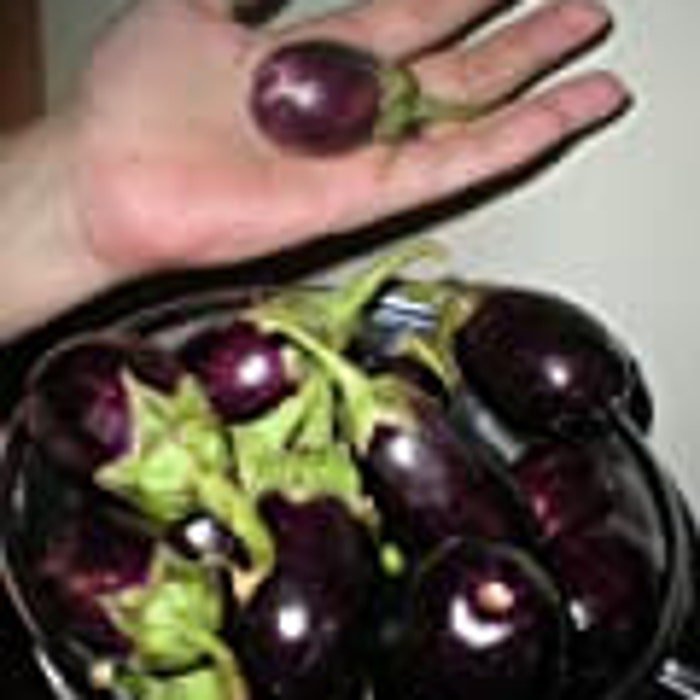 Ratna Eggplant Seeds Tiny Eggplants Fresh Seeds Fast Shipping