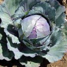 Red Acre Cabbage Seeds Fresh Seeds Fast Shipping