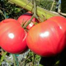 Red Brandywine Tomato Seeds Fresh Seeds Fast Shipping